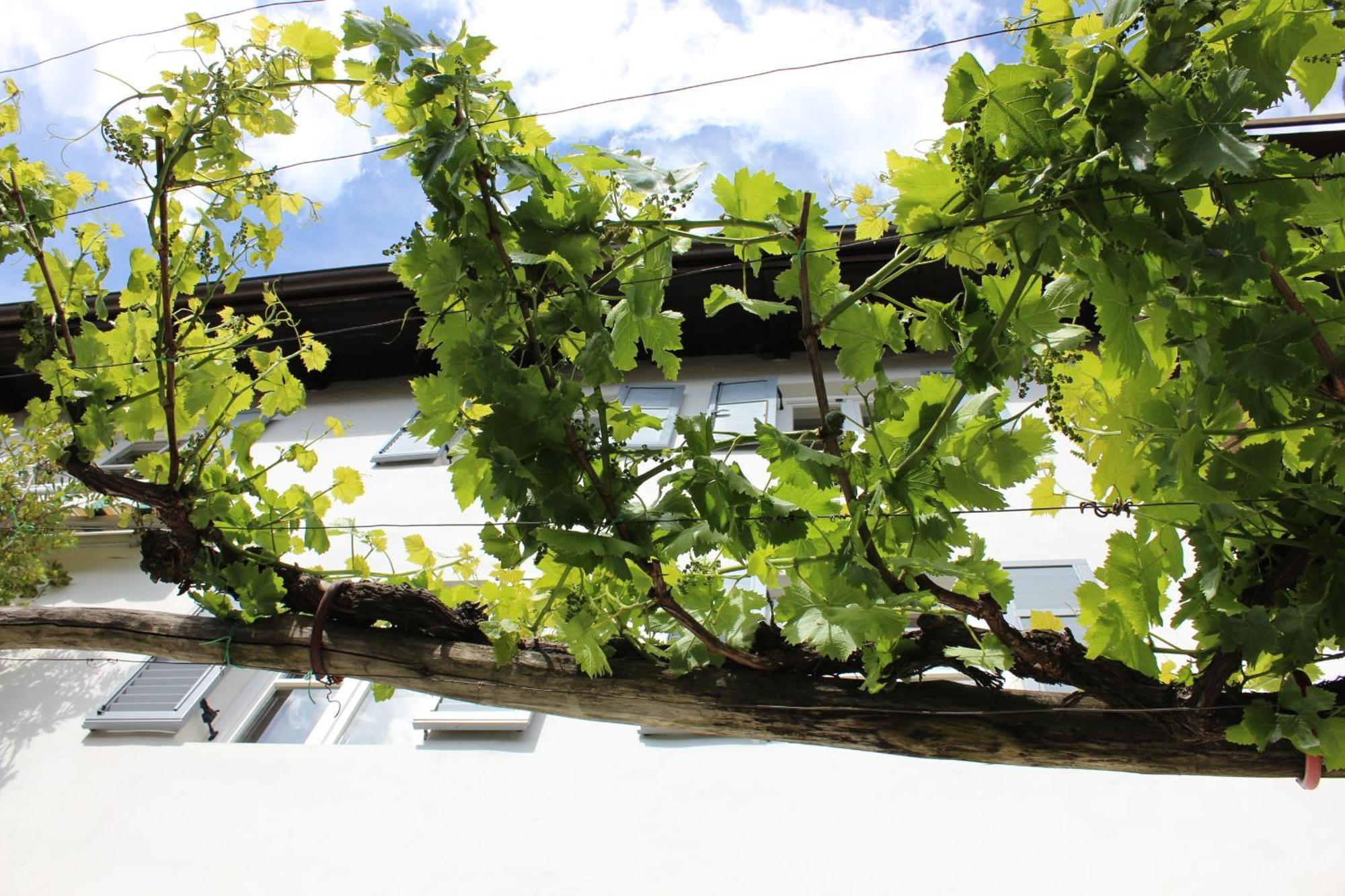 Weingut Pardellerhof Villa Marlengo Bagian luar foto